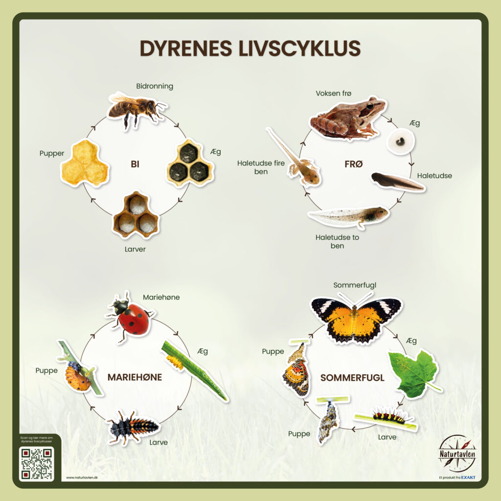 livcyklusserne for bier, sommerfugle, frøer og mariehøns