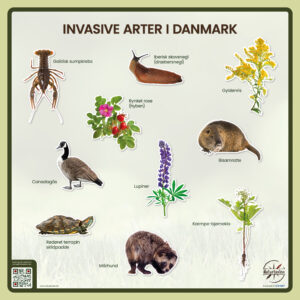 lærerigt design invasive arter i den danske natur