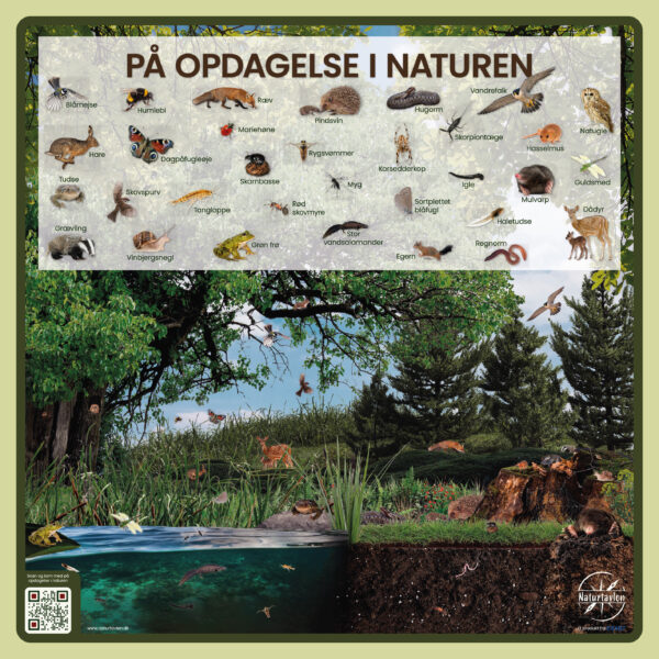 billede med diverse dyr i skoven, søen og naturen
