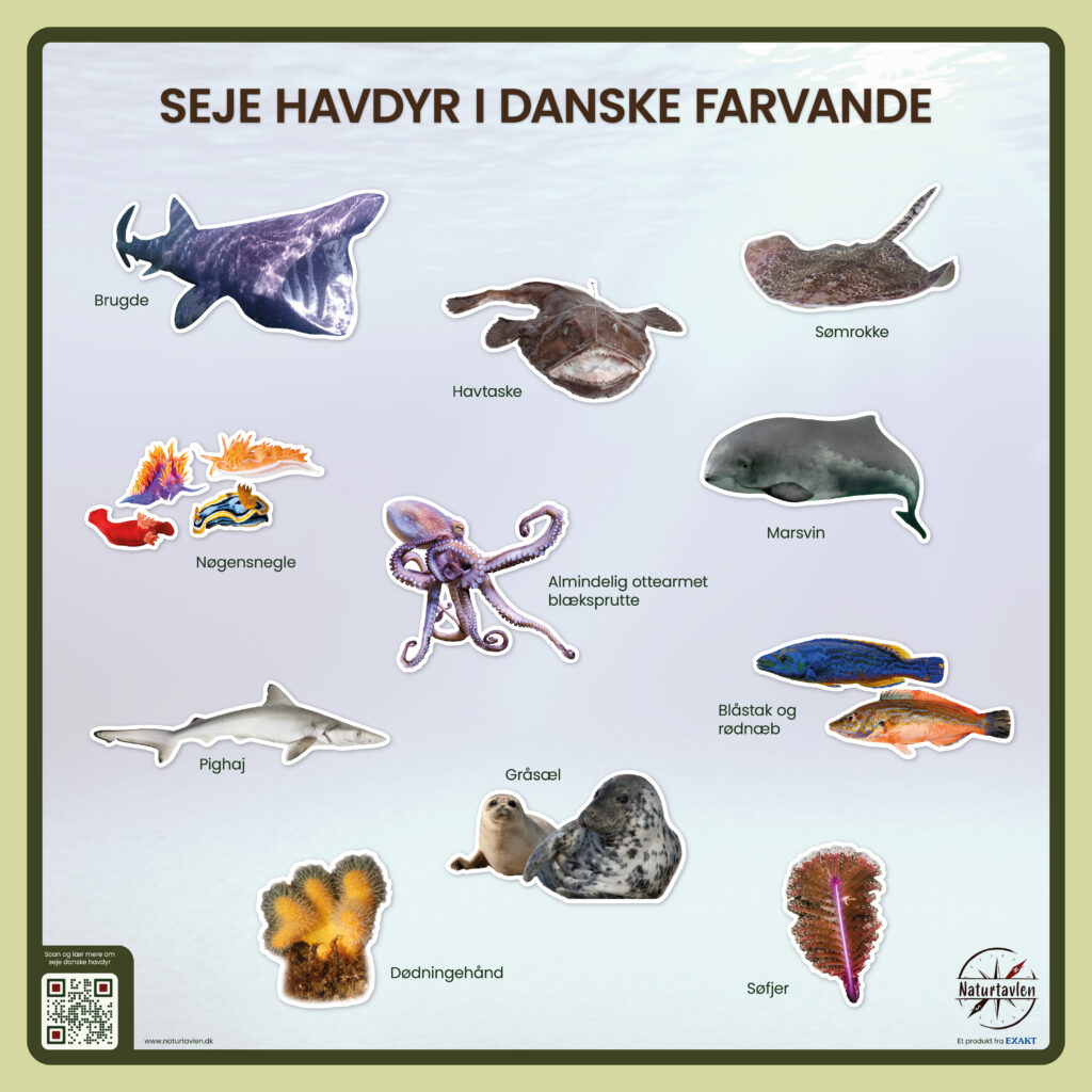 Design med de sejeste havdyr i danske farvande