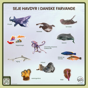 Design med de sejeste havdyr i danske farvande