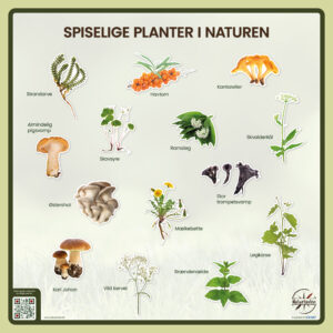 billede med planter, der kan sankes og spises i naturen i Danmark
