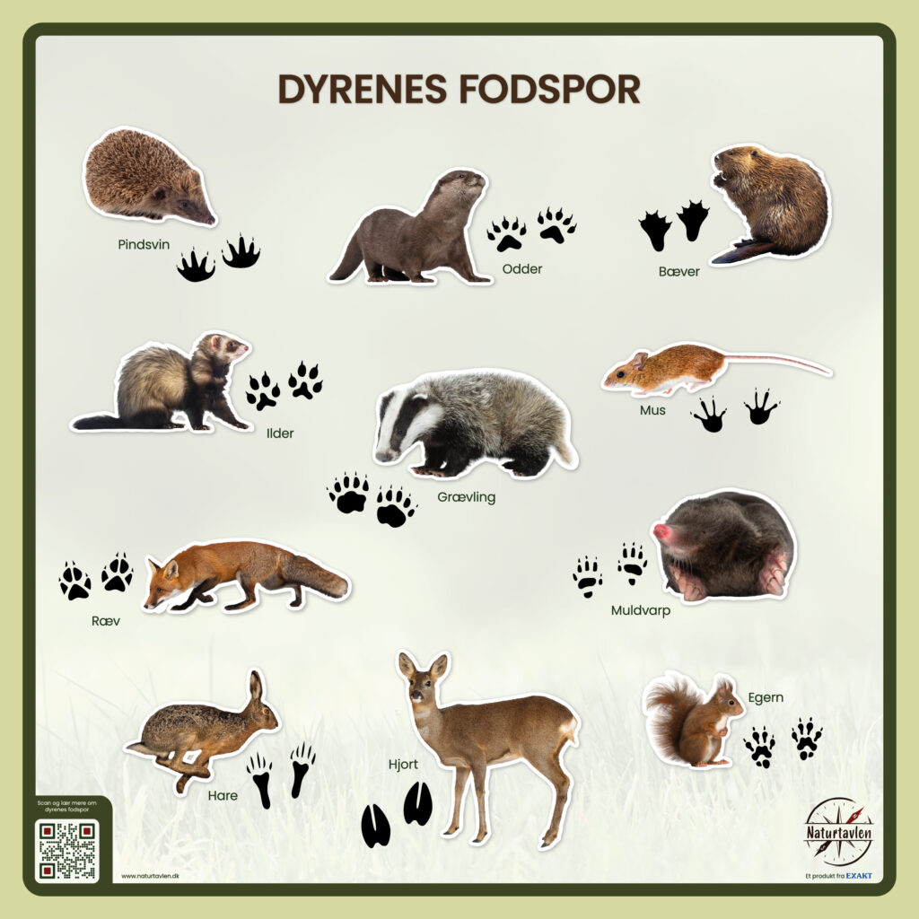 Billede med dyrenes fodaftryk
