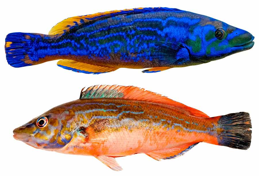 Blåstak og rødnæb fisk