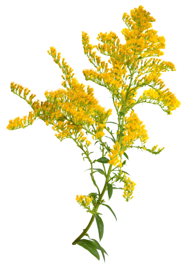 Dette er et billede af planten gyldenris