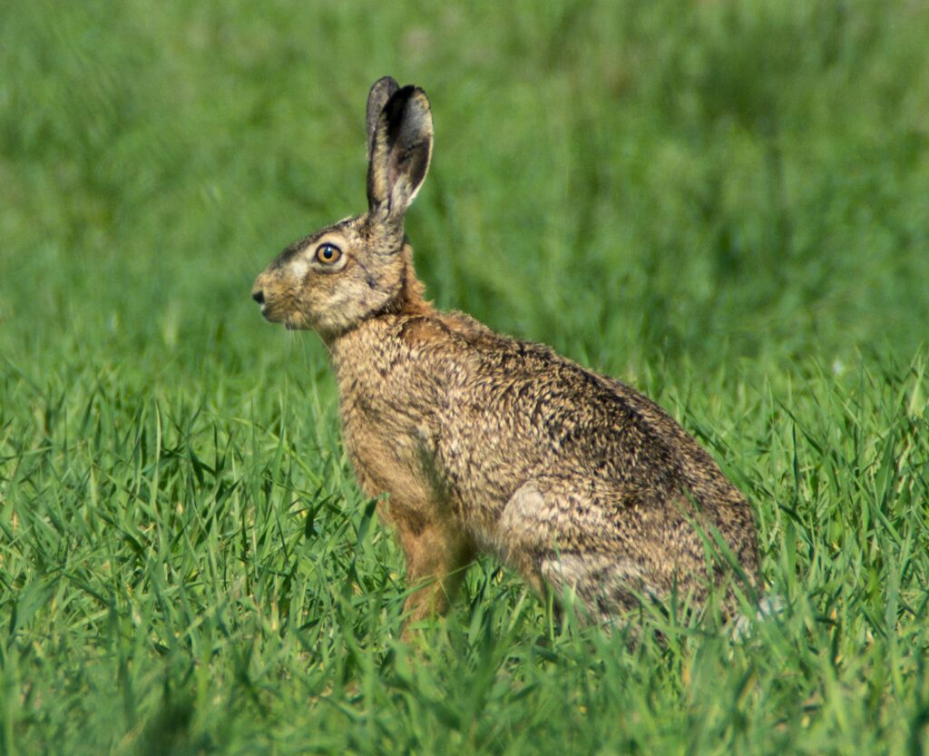 Hare på en eng