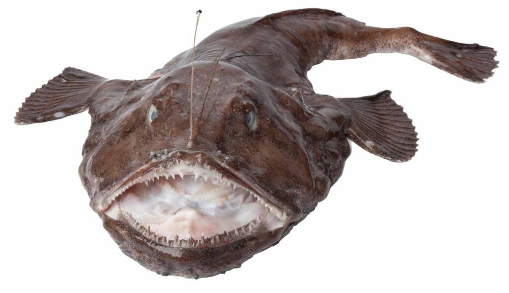 Havtaske fisk