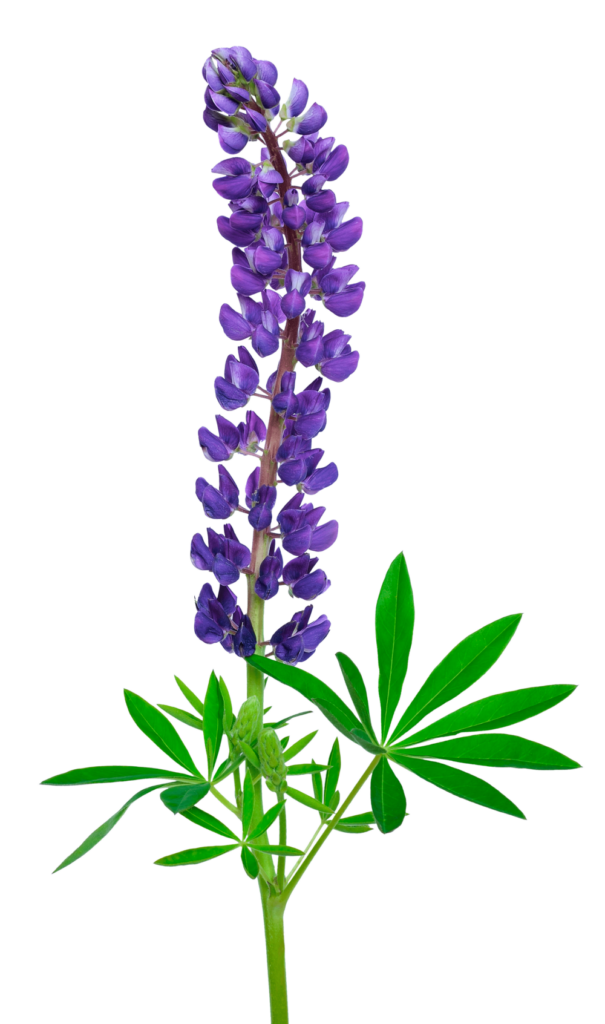 Billede af en lupin blomst