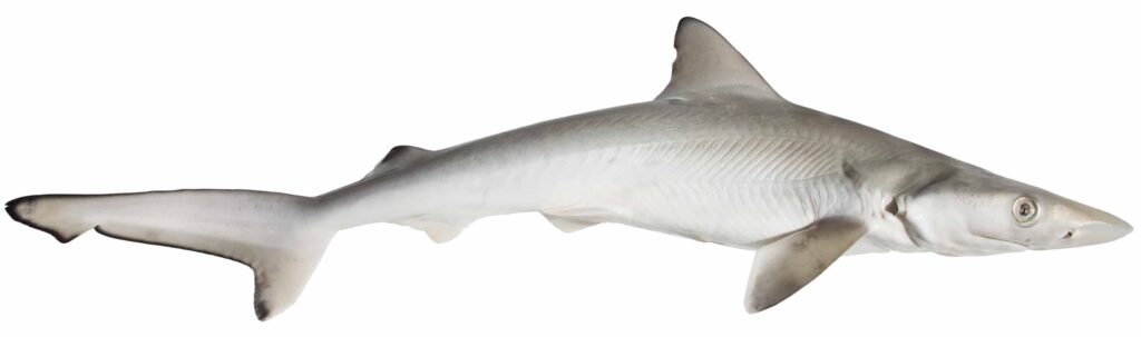 Pighaj
