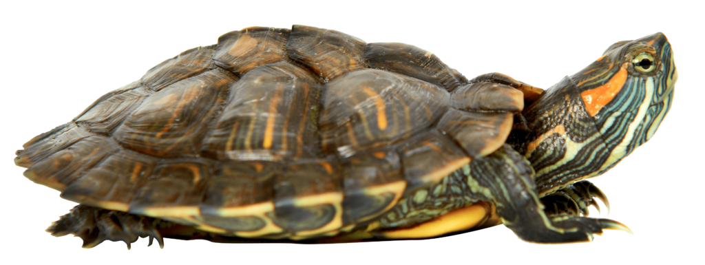Billede af rødøret terrapin