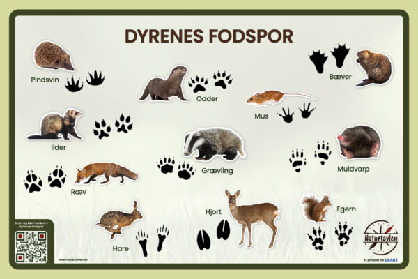 Billede med dyrenes fodaftryk