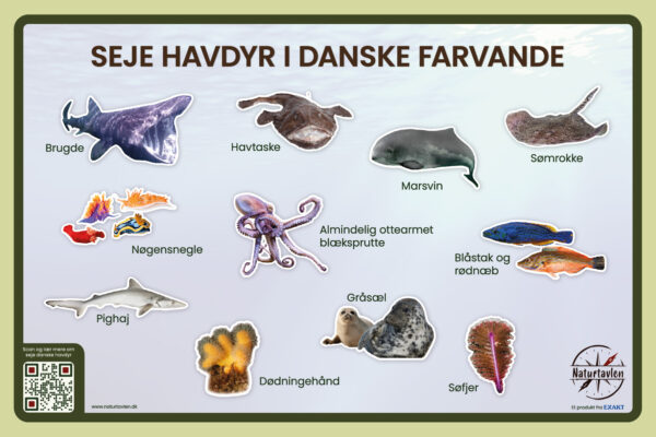 Design med de sejeste havdyr i danske farvande