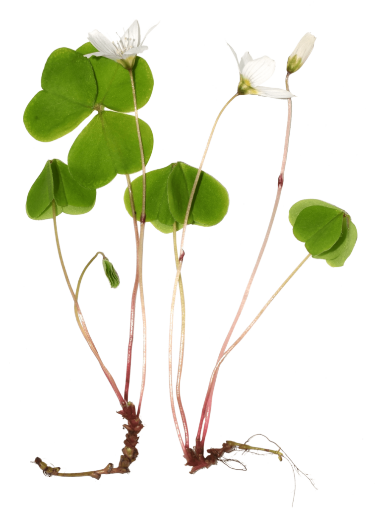 Billede af planten skovsyre