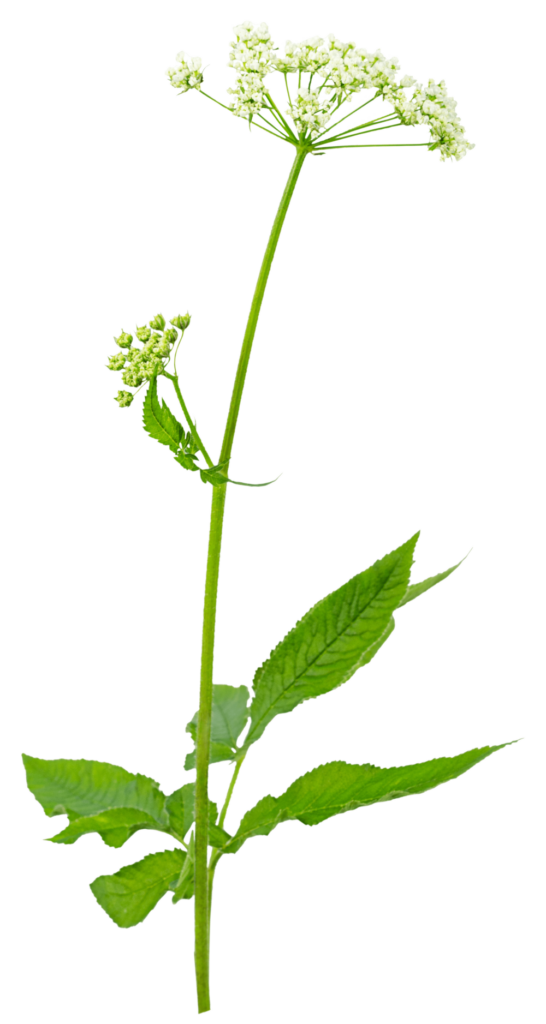 Planten skvalderkål