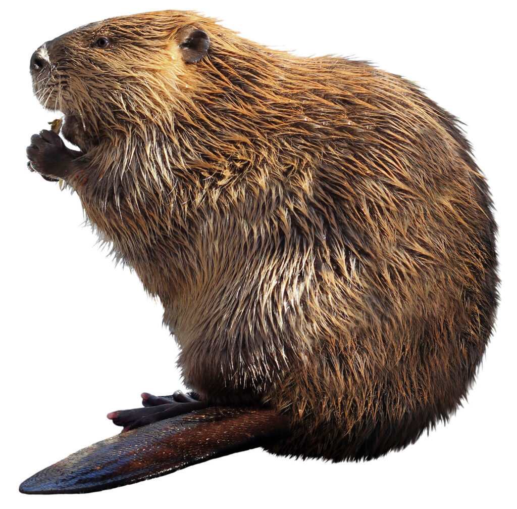 Bæver