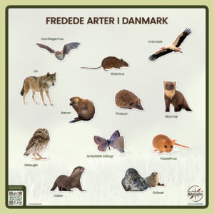 Fredede arter i Danmark