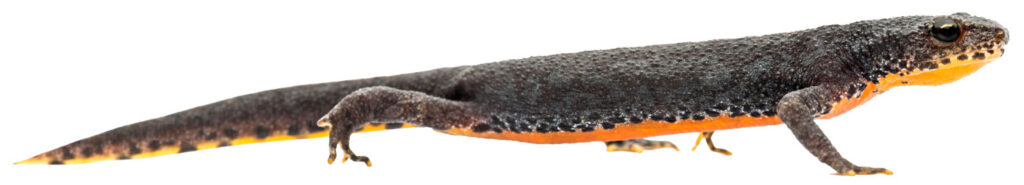 Bjergsalamander