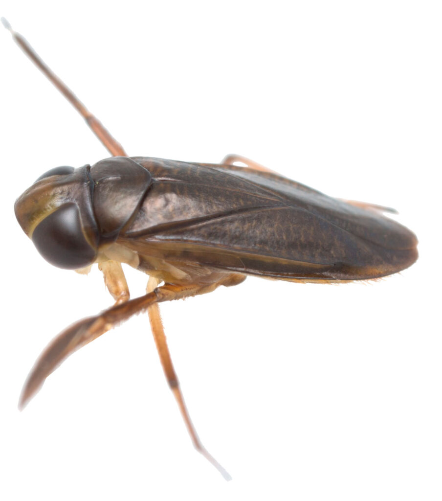 Bugsvømmer