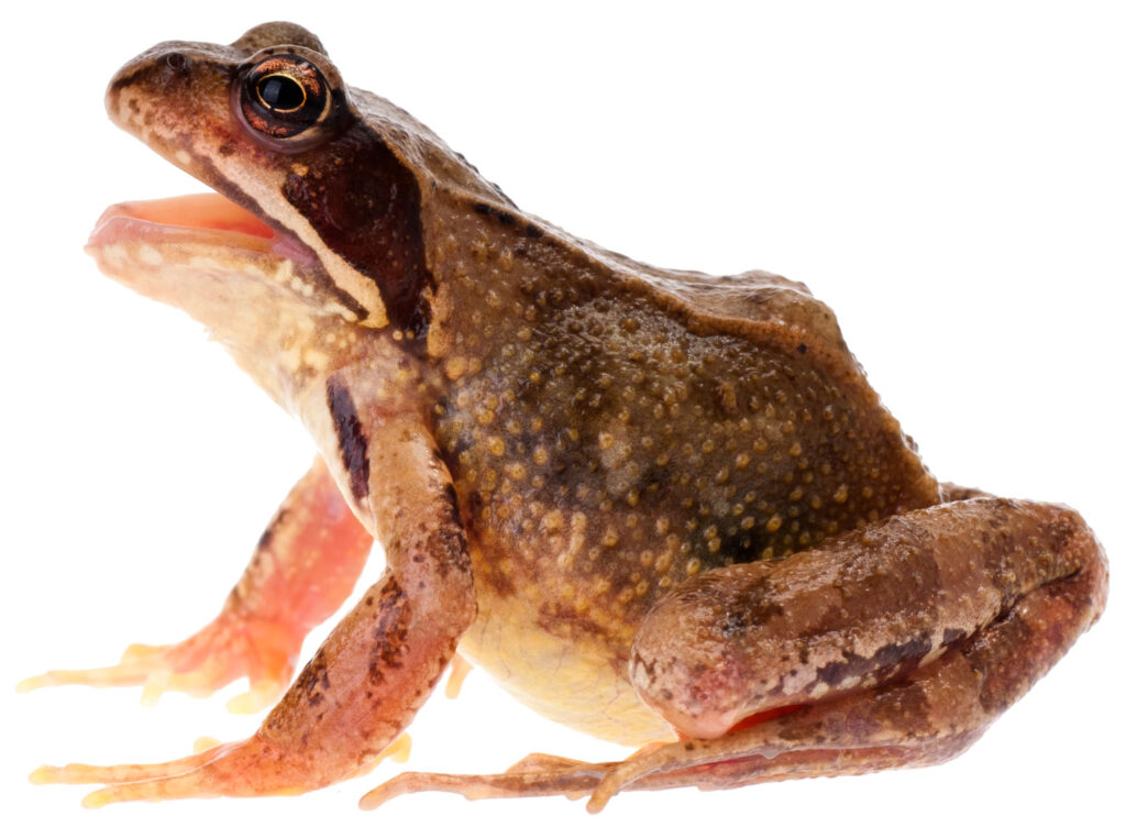 Butsnudet frø