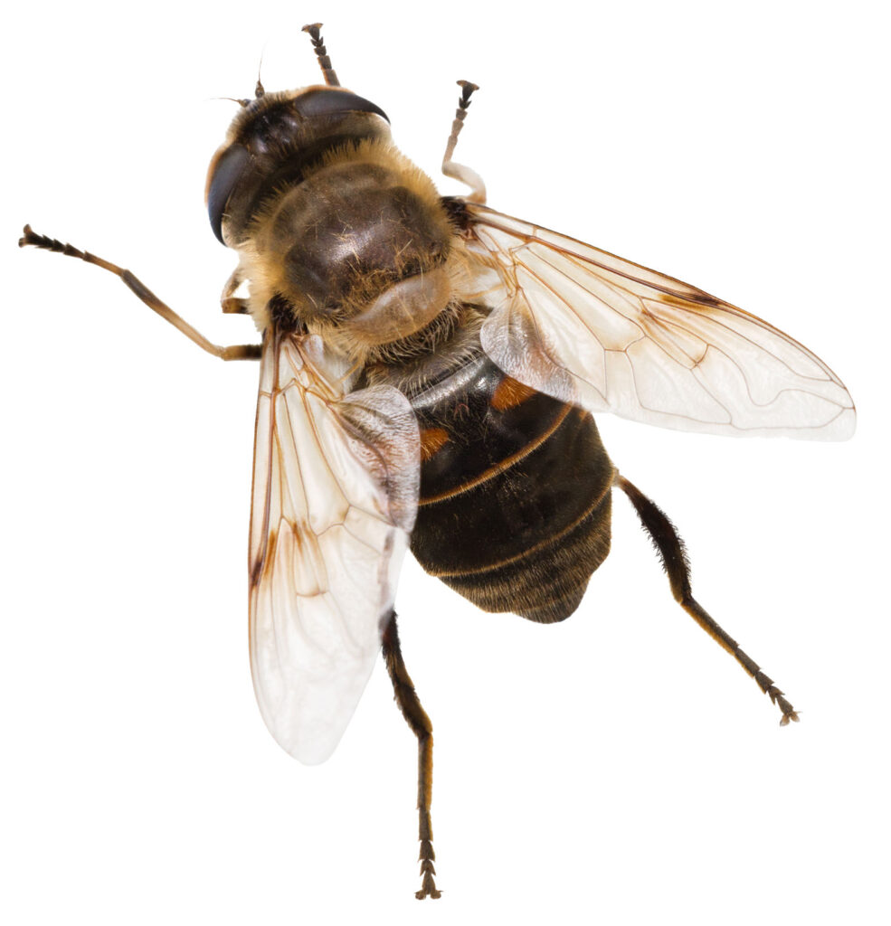 Dyndflue