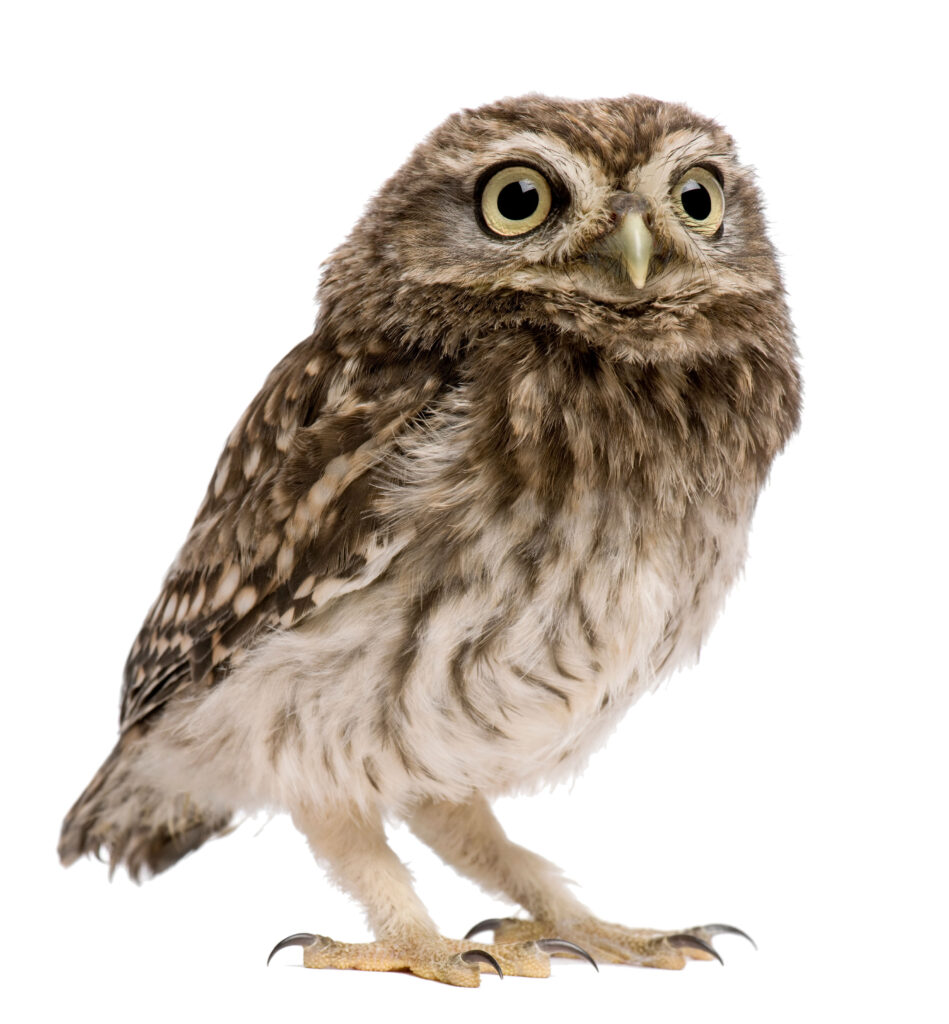 Kirkeugle