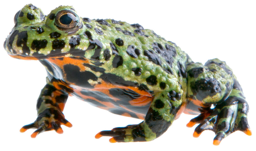 Klokkefrø