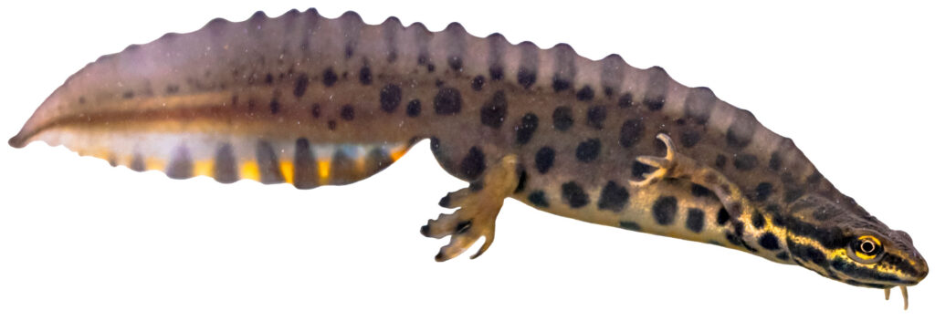 Lille vandsalamander