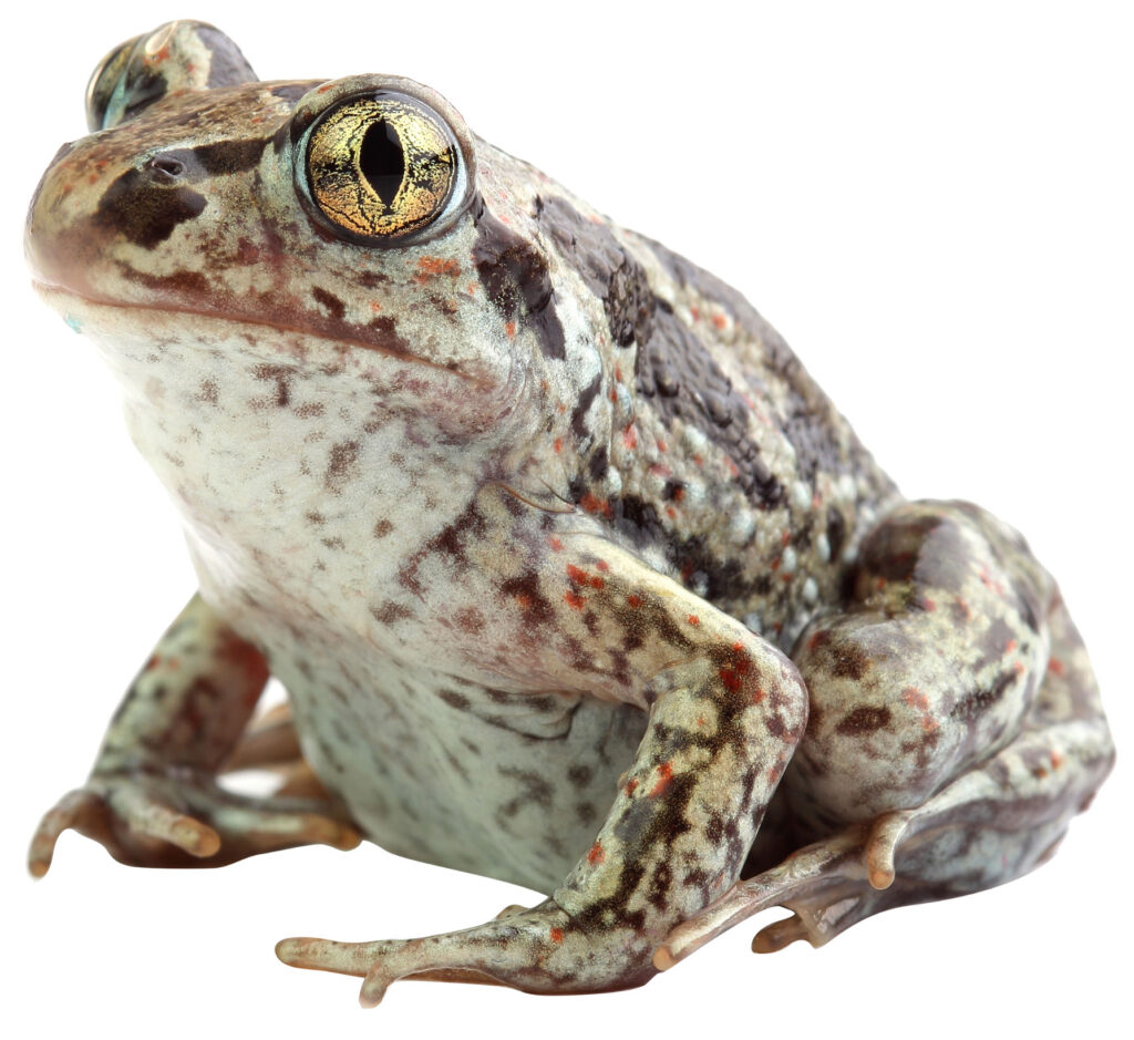 Løgfrø