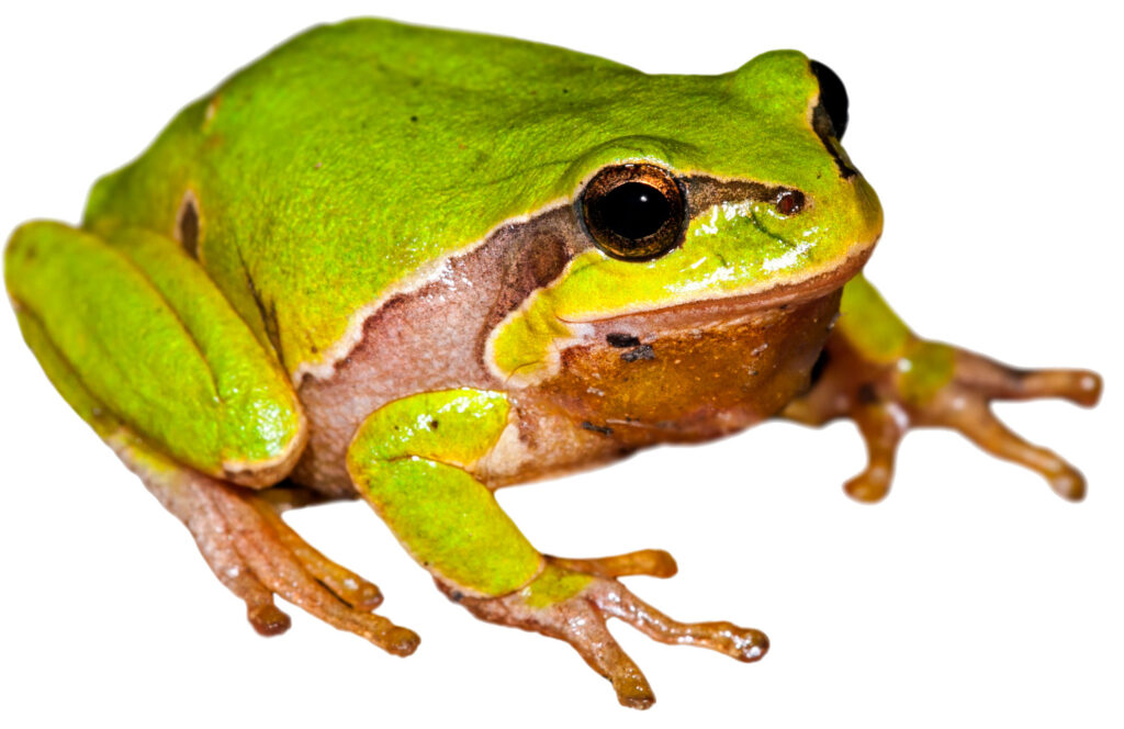 Løvfrø