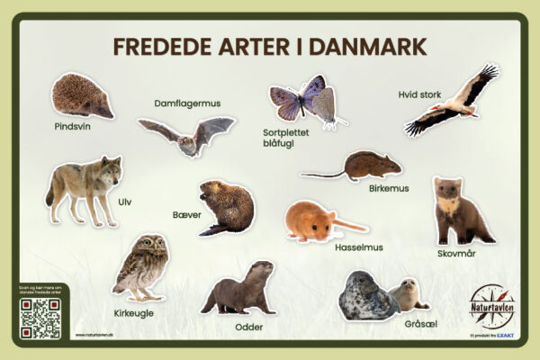 Fredede arter i Danmark