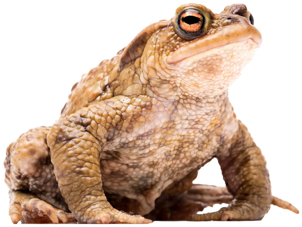 Skrubtudse