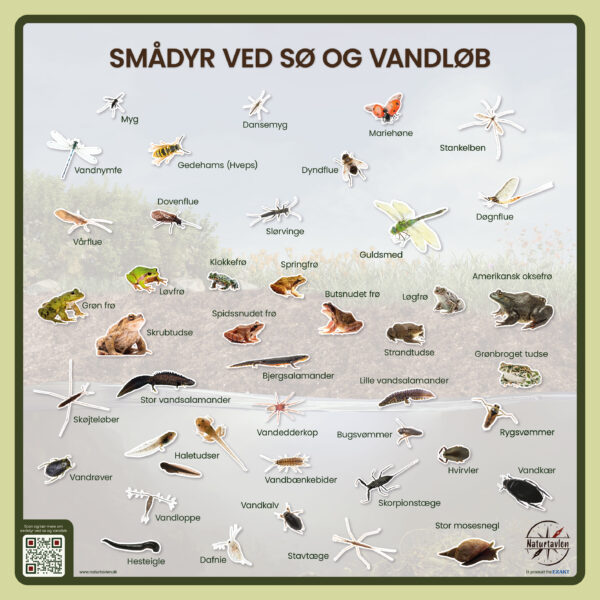 Smådyr i og omkring sø og vandløb