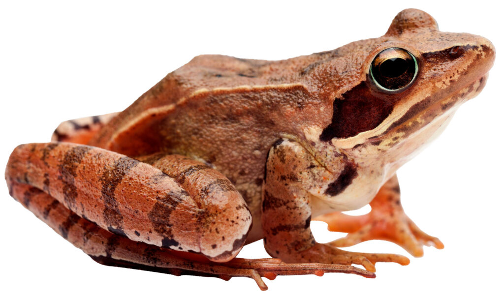 Spidssnudet frø