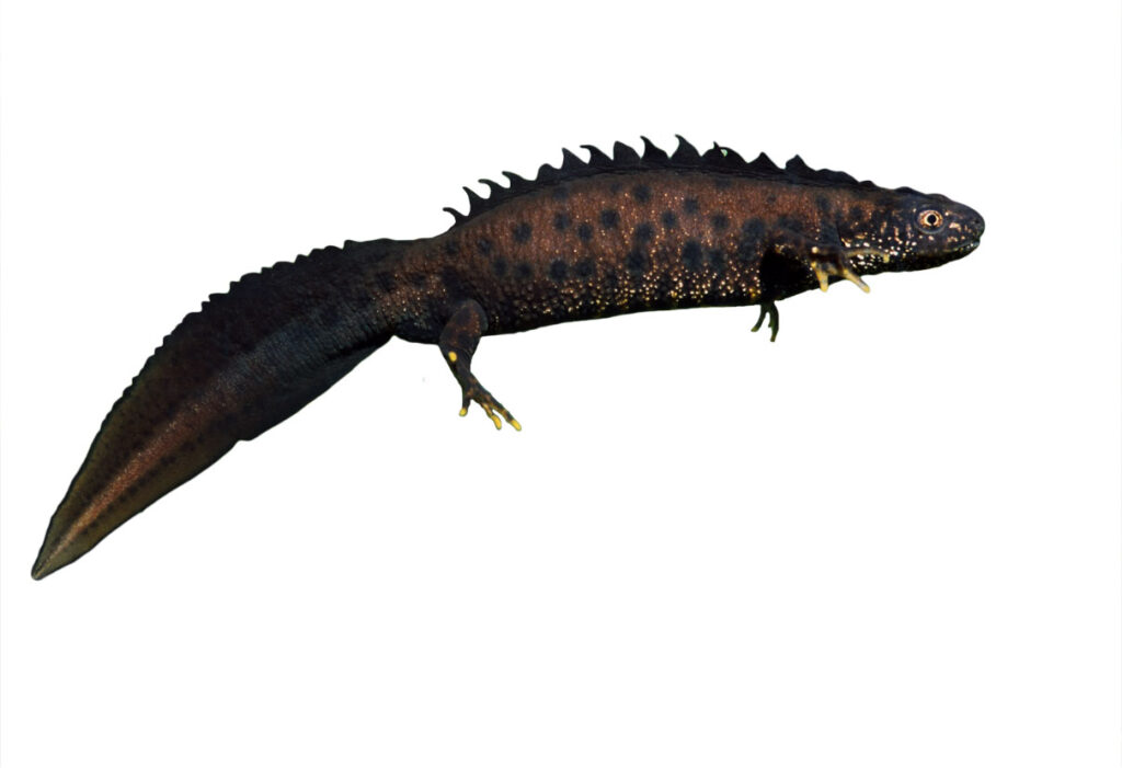 Stor vandsalamander