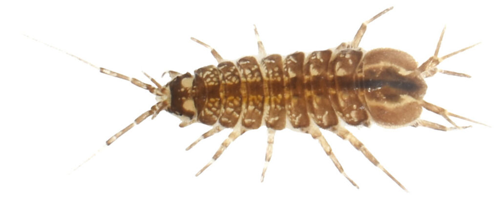 Vandbænkebider