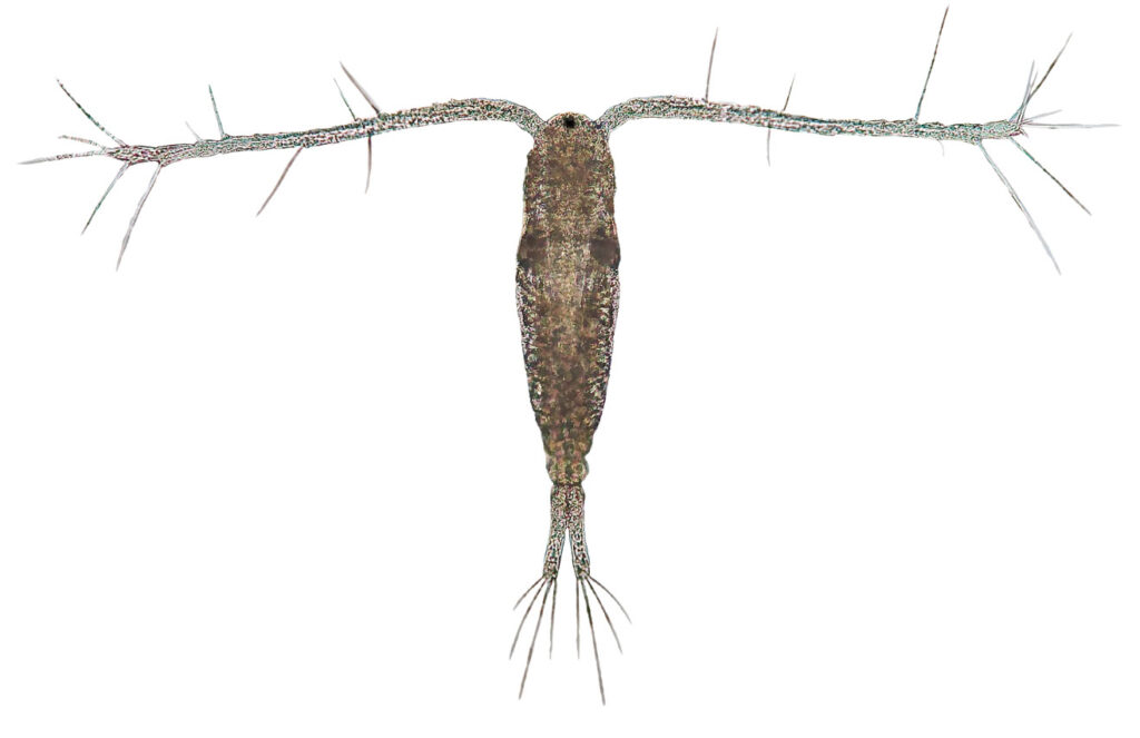 Vandloppe