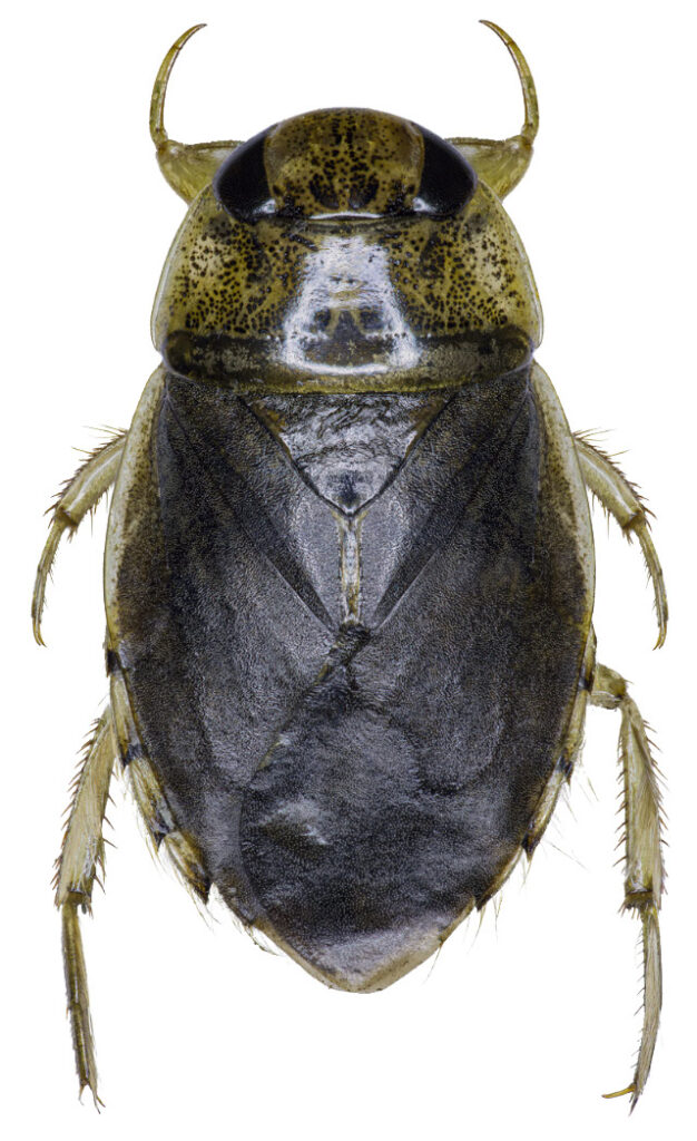 Vandrøver